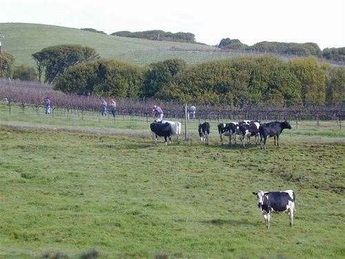 Point Reyes Vineyard Inn Калифорния Сити Экстерьер фото