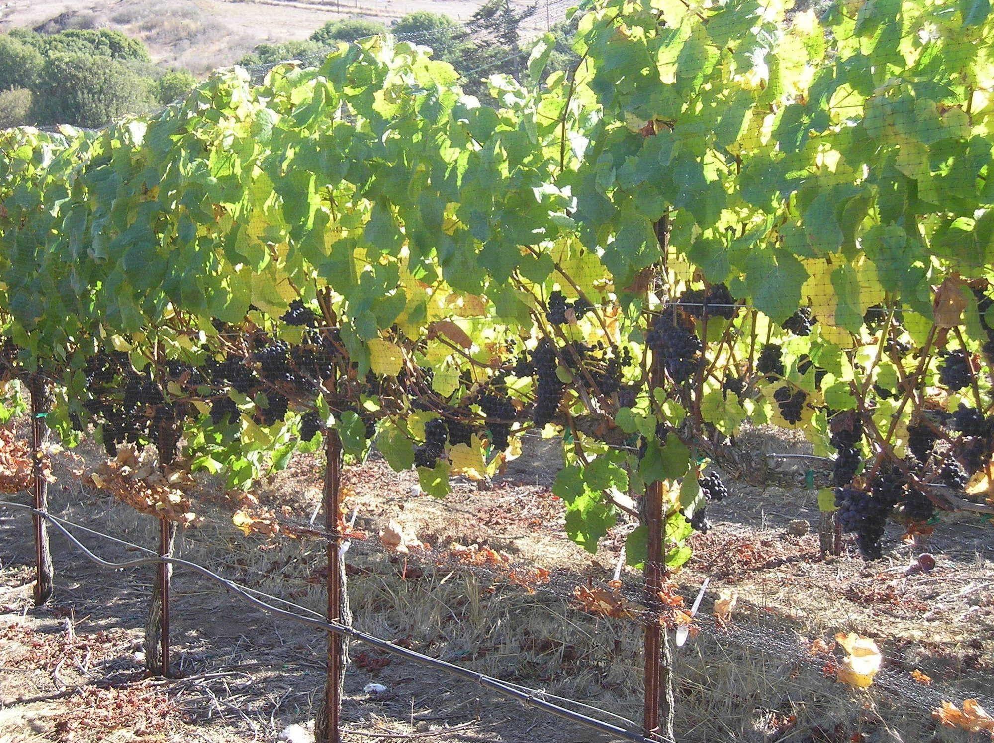 Point Reyes Vineyard Inn Калифорния Сити Экстерьер фото